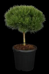 Pinus nigra 'Marie Bregeon' - 40-50 CM C12 - image 2