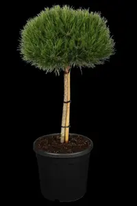 Pinus nigra 'Marie Bregeon' - 80 CM STEM C18 - image 3