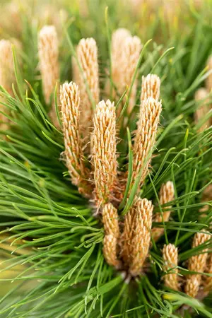 Pinus nigra 'Marie Bregeon' - 40-50 CM C10 - image 4