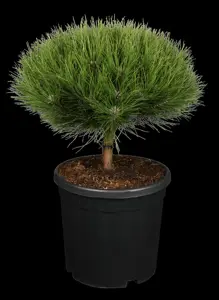 Pinus nigra 'Marie Bregeon'