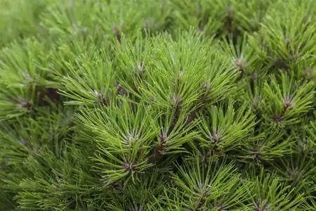 Pinus nigra 'Marie Bregeon' - 30-40 CM C7.5 - image 4