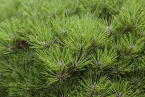 Pinus nigra 'Marie Bregeon' - 30-40 CM C7.5 - image 4