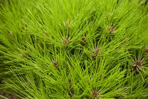 Pinus nigra 'Marie Bregeon' - 80 CM STEM C18 - image 5