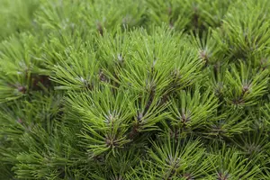 Pinus nigra 'Marie Bregeon' - 40-50 CM C10 - image 1