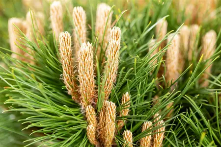 Pinus nigra 'Marie Bregeon' - 40-50 CM C10 - image 3