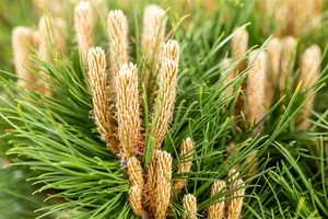 Pinus nigra 'Marie Bregeon' - 40-50 CM C10 - image 3