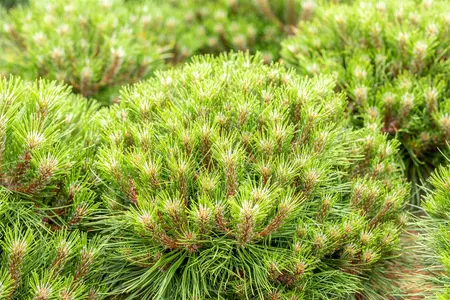 Pinus nigra 'Marie Bregeon' - 40-50 CM C10 - image 5