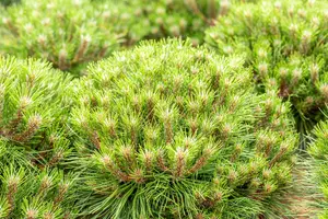 Pinus nigra 'Marie Bregeon' - 40-50 CM C10 - image 5