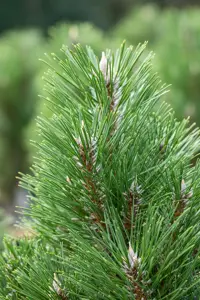 Pinus nigra 'Molette' - 200-250 CM C180 - image 2