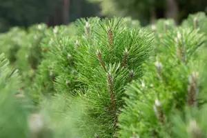 Pinus nigra 'Molette' - 200-250 CM C180 - image 3