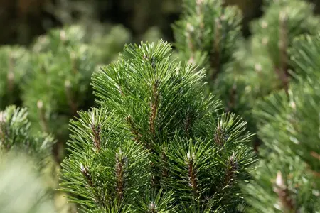 Pinus nigra 'Molette' - 200-250 CM C180 - image 5