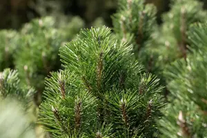 Pinus nigra 'Molette' - 200-250 CM C180 - image 5