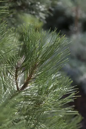 Pinus nigra 'Nana' - 50-60 CM C25 - image 1