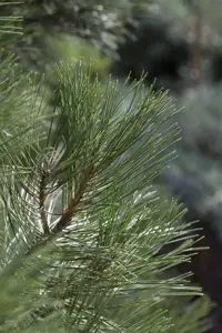 Pinus nigra 'Nana' - 50-60 CM C25 - image 5