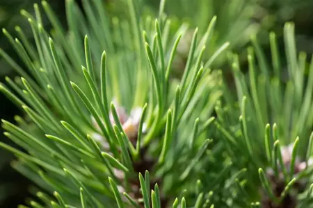 Pinus nigra 'Nana' - 15-20 CM C5 - image 5
