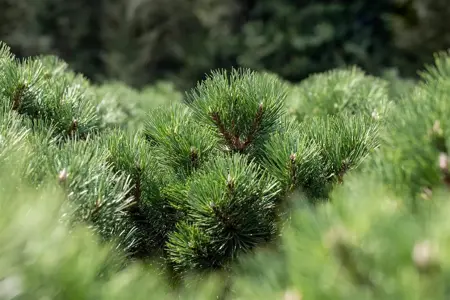 Pinus nigra 'Nana' - 25-30 CM C5 - image 2