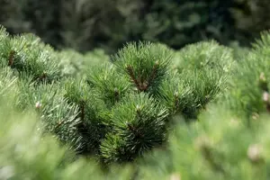 Pinus nigra 'Nana' - 25-30 CM C5 - image 2