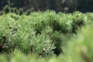 Pinus nigra 'Nana' - 25-30 CM C5 - image 3