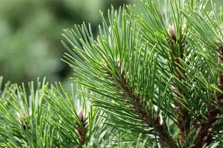 Pinus nigra 'Nana' - 30-40 CM RB - image 4