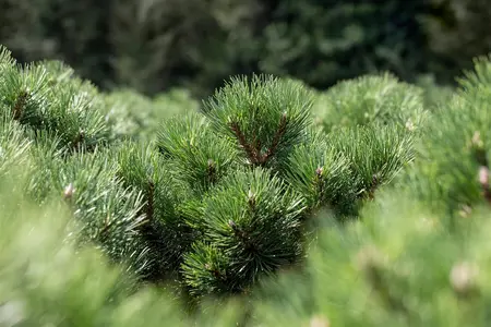 Pinus nigra 'Nana' - 15-20 CM C2 - image 2