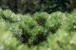 Pinus nigra 'Nana' - 15-20 CM C2 - image 2