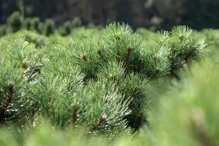 Pinus nigra 'Nana' - 80-100 CM C130 - image 3