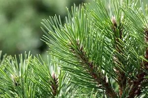 Pinus nigra 'Nana' - 20-25 CM C5 - image 4