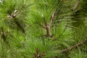 Pinus nigra nigra - 100-125 CM C25