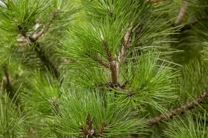 Pinus nigra nigra - 300-350 CM CONT