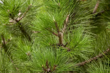 Pinus nigra nigra - STD 16-18 CM CONT   