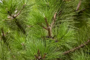 Pinus nigra nigra - STD 16-18 CM CONT