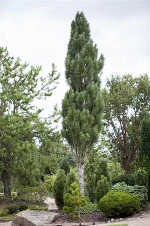 Pinus nigra 'Obelisk' - 100-125 CM RB