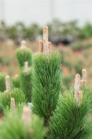 Pinus nigra 'Oregon Green' - 30-40 CM C5 - image 2