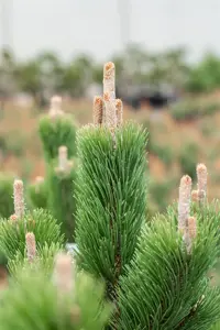 Pinus nigra 'Oregon Green' - 30-40 CM C5 - image 2