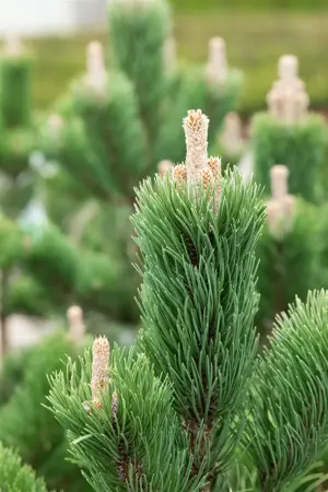 Pinus nigra 'Oregon Green' - 30-40 CM C5 - image 4