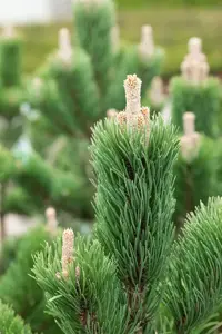 Pinus nigra 'Oregon Green' - 30-40 CM C5 - image 4