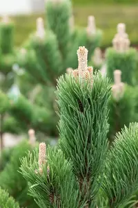 Pinus nigra 'Oregon Green' - 30-40 CM C4.5 - image 4