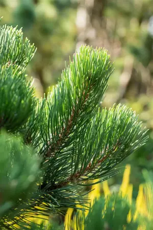 Pinus nigra 'Oregon Green' - 30-40 CM C5 - image 1