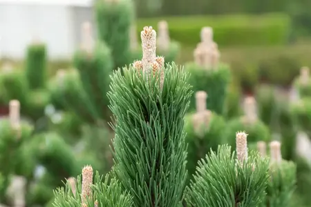 Pinus nigra 'Oregon Green' - 30-40 CM C5 - image 3
