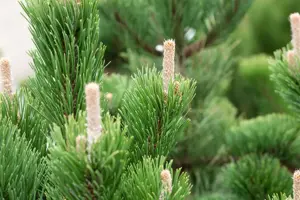 Pinus nigra 'Oregon Green' - 30-40 CM C5 - image 5