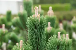 Pinus nigra 'Oregon Green' - 20-25 CM C3 - image 3