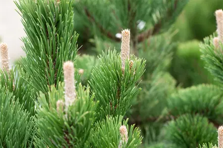 Pinus nigra 'Oregon Green' - 20-25 CM C3 - image 5
