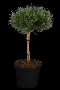 Pinus nigra 'Pierrick Br?geon' (Brepo) - 80 CM STEM C30 - image 1