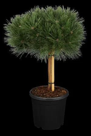 Pinus nigra 'Pierrick Br?geon' (Brepo) - 80 CM STEM C30 - image 2
