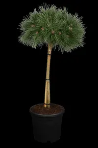 Pinus nigra 'Pierrick Br?geon' (Brepo) - 80 CM STEM C30 - image 3
