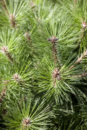 Pinus nigra 'Pierrick Br?geon' (Brepo) - 40 CM STEM C7.5 - image 3