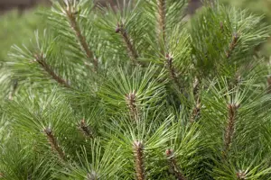 Pinus nigra 'Pierrick Br?geon' (Brepo) - 60-70 CM C25 - image 4