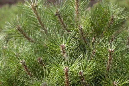 Pinus nigra 'Pierrick Br?geon' (Brepo) - 80 CM STEM C30 - image 4