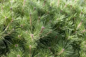 Pinus nigra 'Pierrick Br?geon' (Brepo) - 80 CM STEM C30 - image 5