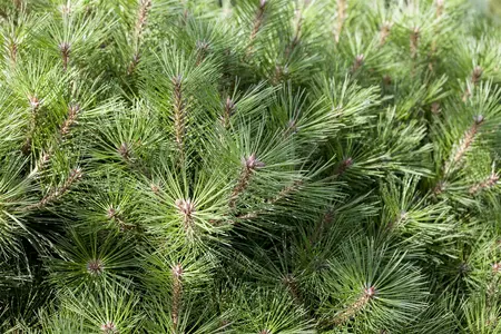Pinus nigra 'Pierrick Br?geon' (Brepo) - 40-50 CM C10 - image 2